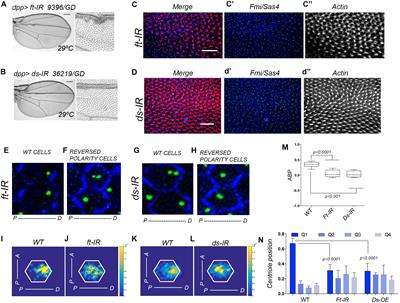 Diminished Expression of Fat and Dachsous PCP Proteins Impaired Centriole Planar Polarization in Drosophila